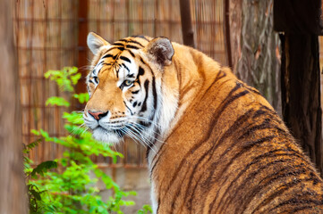 Portrait of a tiger