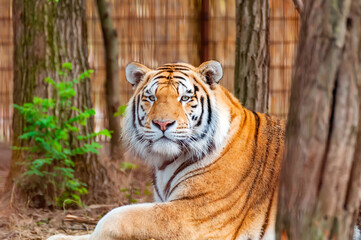 Portrait of a tiger