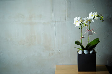 Phalaenopsis Orchid, flowers in flowerpots on the table - obrazy, fototapety, plakaty