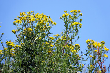 Netherlands. Flowers of the dunes in Voorne-Putten