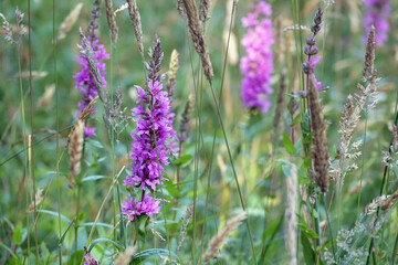 Netherlands. Flowers of the dunes in Voorne-Putten