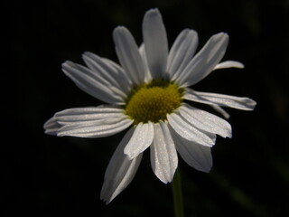 Сlose up of a daisy flower