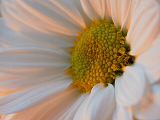 Сlose up of a daisy flower