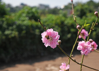 A bee sitting on a pink flower of a peach tree