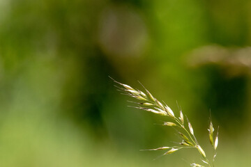 close up of grass