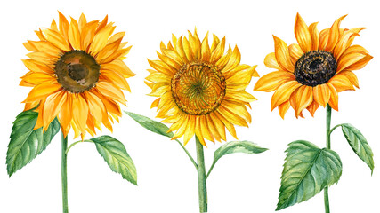 Set sunflowers, watercolor illustration, isolated white background. Summer flowers 