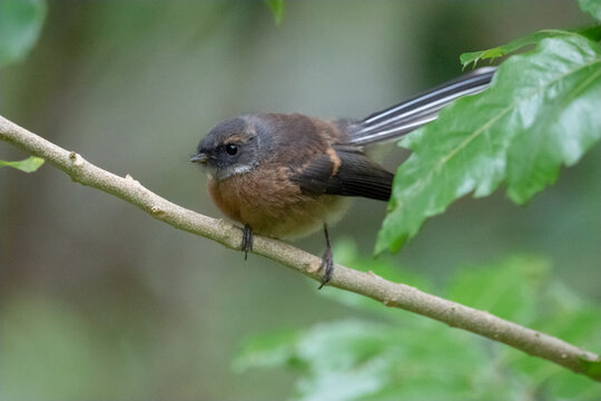 Northland Fantail