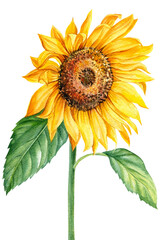 sunflower, watercolor illustration, isolated white background