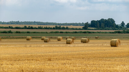 landscape with straw rolls on a fallow field, late summer in nature