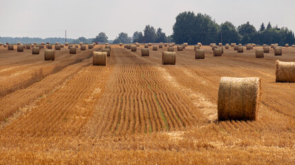 landscape with straw rolls on a fallow field, late summer in nature