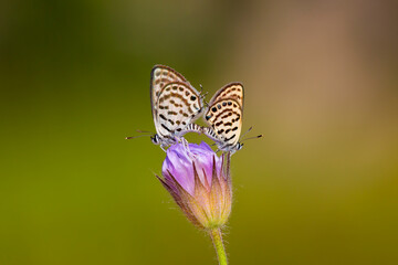 very tiny butterflies mating on flowers, Tarucus balkanicus