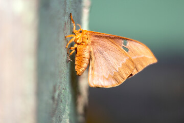 A yellow butterfly and its background blurred