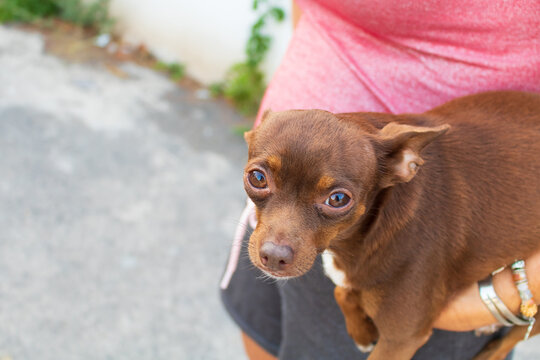 Portrait Of A Cute Brown Chiwawa Being Carried By Her Owner. Woman Holding A Chihuahua Dog With An Arm. Dog Owner Picking Up Her Little Adopted Pet. Don't Buy, Adopt. Adopt, Don't Shop. 