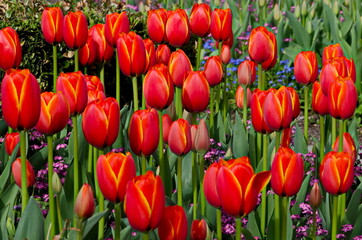 View of beautiful field with blooming red tulips, Sofia, Bulgaria    