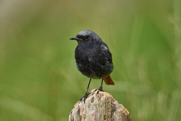 Small black redstart sits on a tree stump
