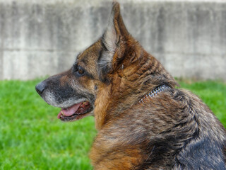 Perro pastor alemán mirando hacia la izquierda. Primer plano.