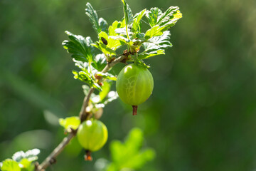 Gather gooseberries on bush branches in the garden