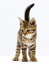 Obraz premium tabby kitten stands on a white background