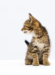 tabby kitten looking sideways on a white background