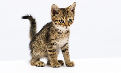 tabby kitten looking sideways on a white background
