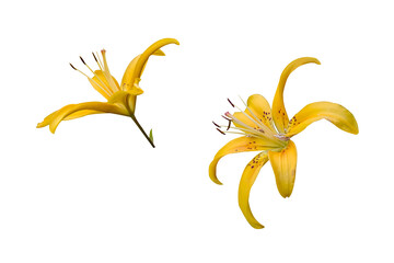 Two flowers of yellow spotted lilies isolated on white background.
