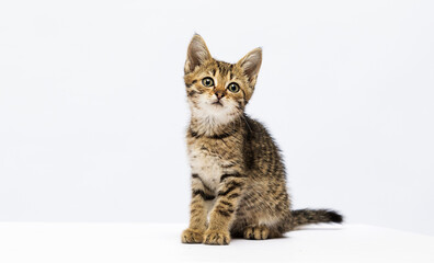 tabby kitten sitting on a white background