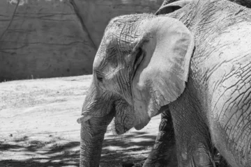 Foto op Aluminium Young African elephant in the savannah.  © nvphoto