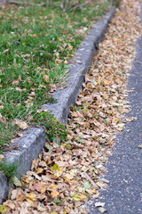 A close up photograph of autumn leaves fallen on the ground, against kerb