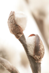 Pussy willow closed little flowers buds sunny day outdoor branches and blur light background soft mist effect macro