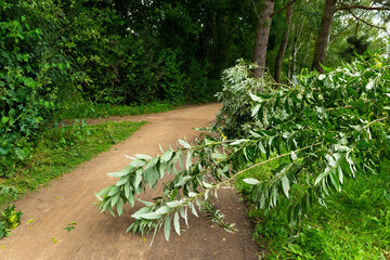 unwetter sturm strauch kaputt schäden schaden