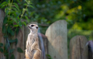 Beautiful meerkat in the zoological park of Granby, province of Quebec, Canada 
