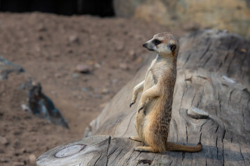 Beautiful meerkat in the zoological park of Granby, province of Quebec, Canada 