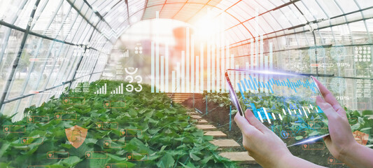 Business woman using smart tablet,organic vegetable house production control,concept agricultural...