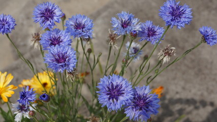cornflower