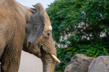 Naklejka premium Beautiful elephant in the zoological park of Granby, province of Quebec, Canada 