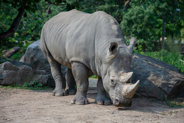 Obraz premium Beautiful rhinoceros in the zoological park of Granby, province of Quebec, Canada 