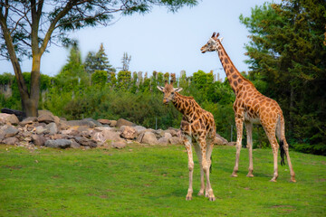 Beautiful giraffe in the zoological park of Granby, province of Quebec, Canada 
