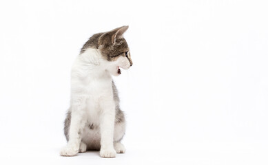 cat looks sideways on a white background