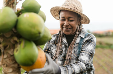 Senior African farmer working in countryside harvesting papaya tropical fruits - Farm lifestyle...