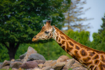 Beautiful giraffe in the zoological park of Granby, province of Quebec, Canada 