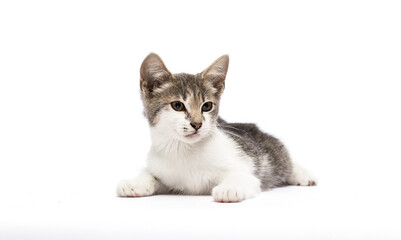 cat lies on a white background