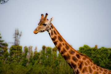 Beautiful giraffe in the zoological park of Granby, province of Quebec, Canada 