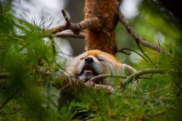 small Asian panda in a zoological park in Quebec, Canada