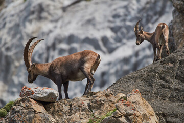 Ibex in its natural habitat