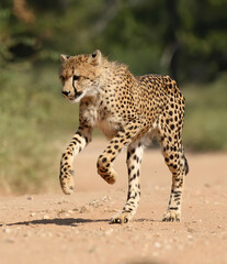 A cheetah running. Taken in Kenya