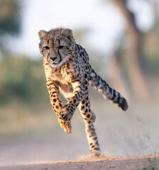 A cheetah running. Taken in Kenya - obrazy, fototapety, plakaty
