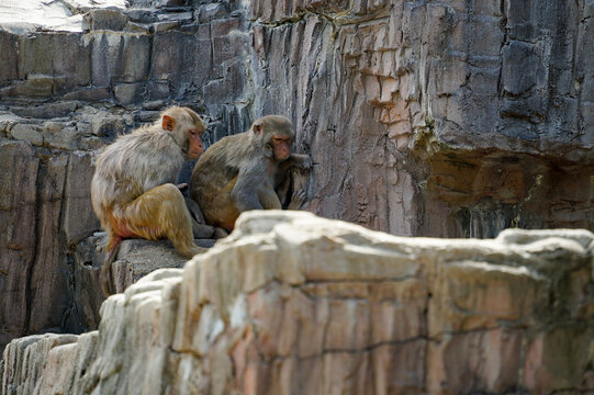 Hihi Bilder Durchsuchen 10,238 Archivfotos, und Videos