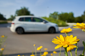 Yellow wildflowers in front of road intersection. Traffic circle with 1 white moving car. Shallow...