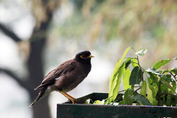 blackbird on a branch