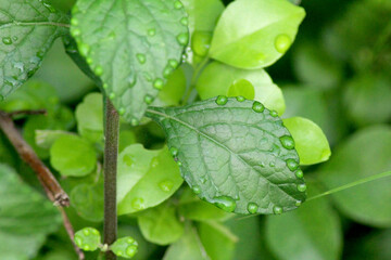 rain drops on leaf